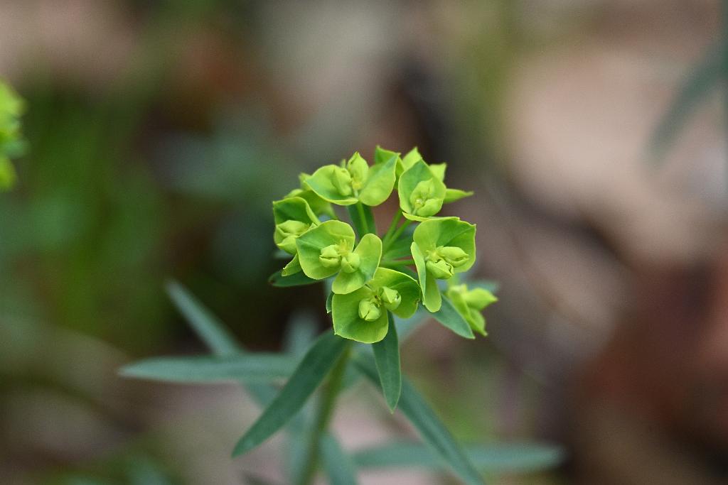 2025-05077578 Parker River NWR, MA.JPG - Leafy Spurge. Parker River National Wildlife Refuge, MA, 5-7-2025